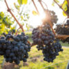healthy Grapes and Wine for easy health