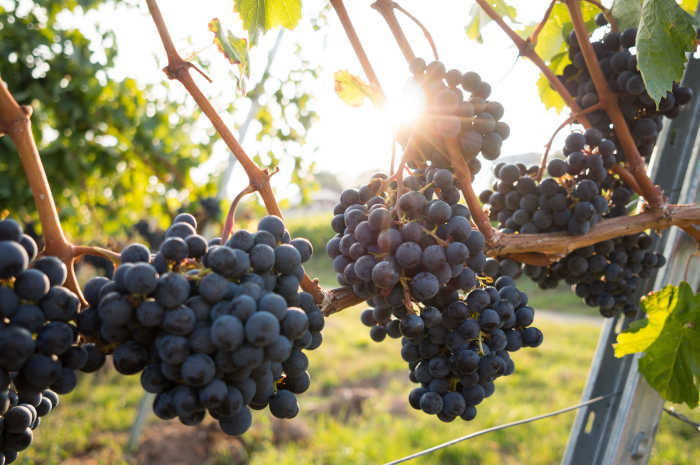 healthy Grapes and Wine for easy health