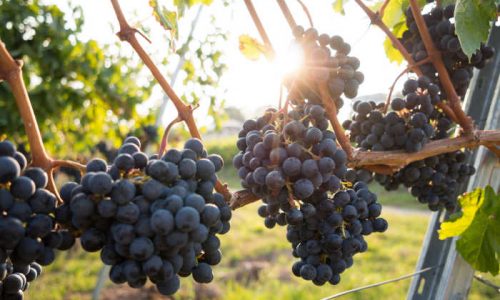 healthy Grapes and Wine for easy health